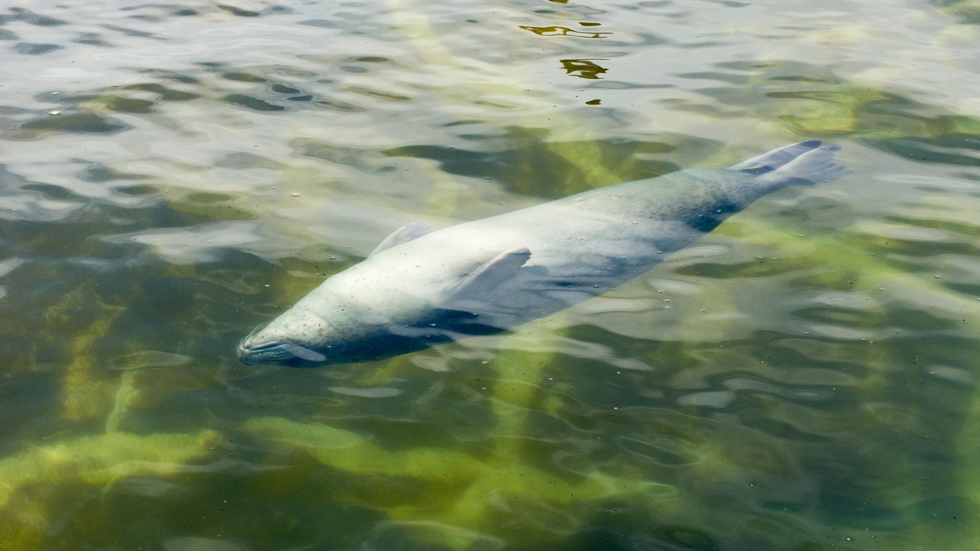 Wattenmeer Německo Dánsko