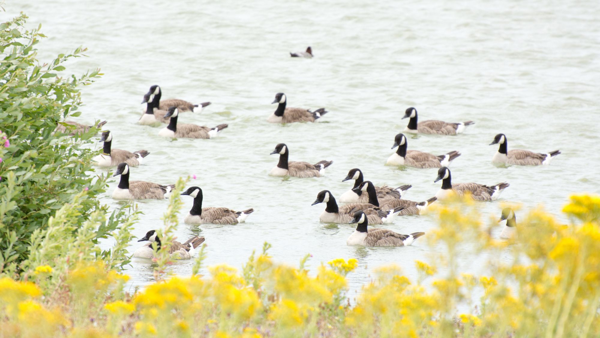 Wattenmeer Německo Dánsko