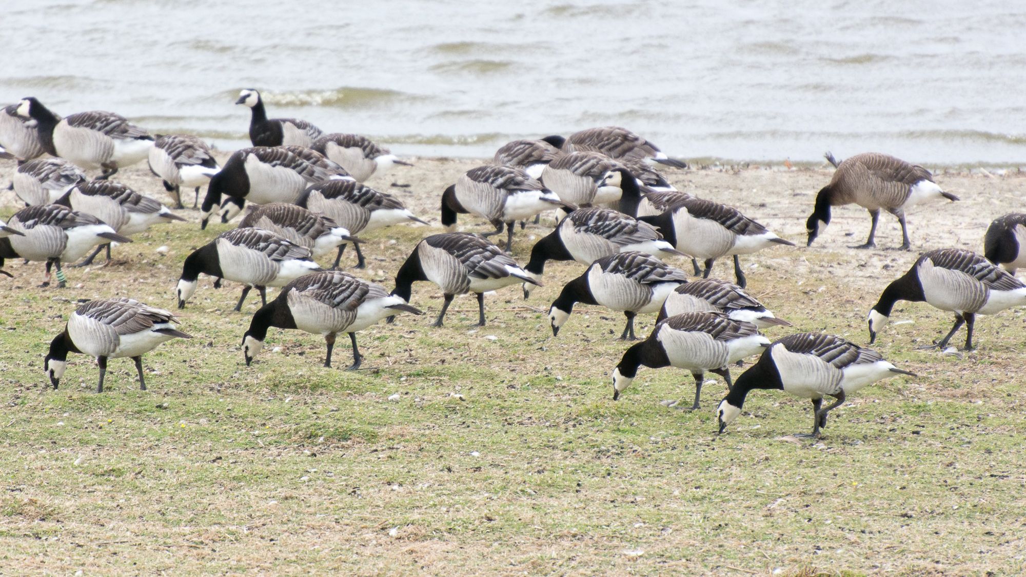 Wattenmeer Německo Dánsko