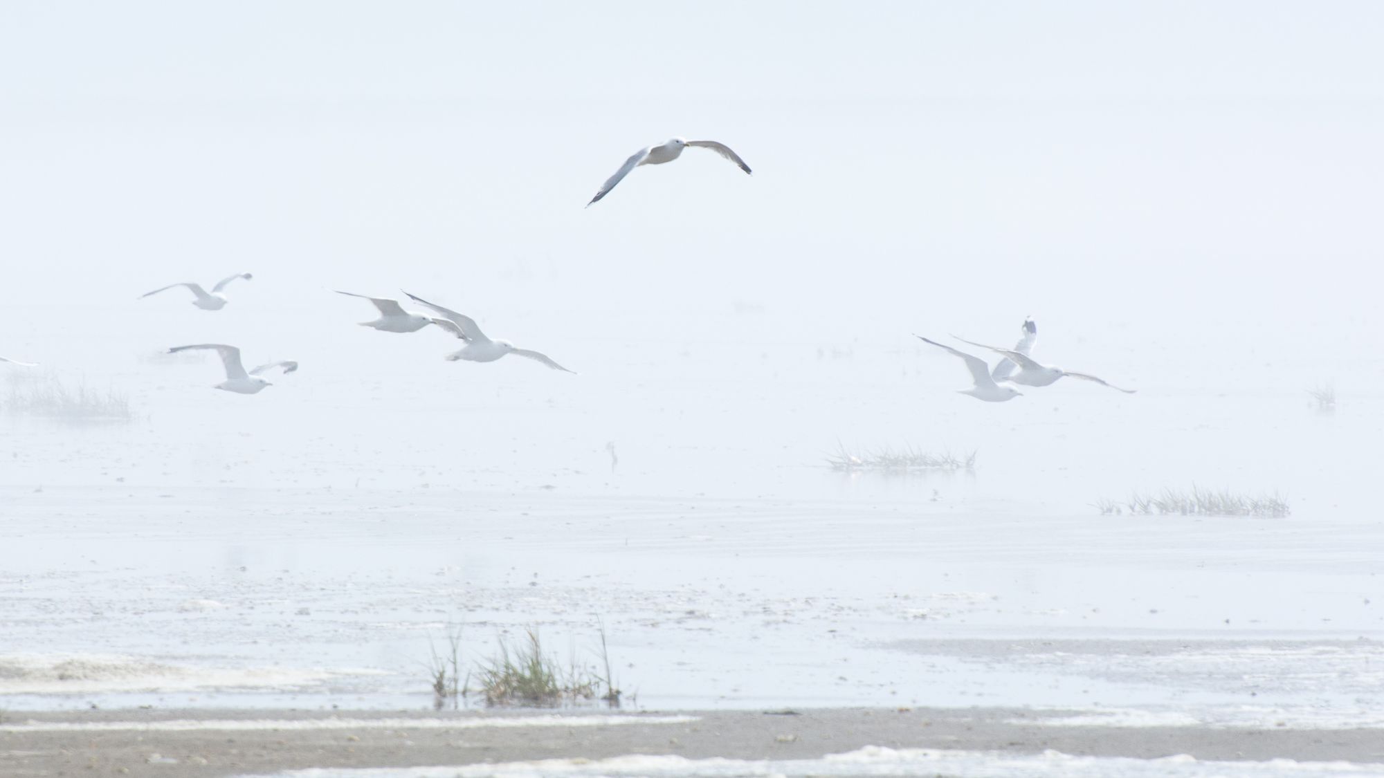 Wattenmeer Německo Dánsko