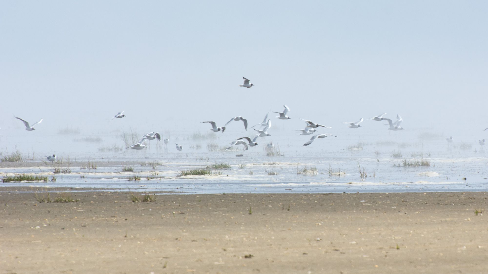 Wattenmeer Německo Dánsko