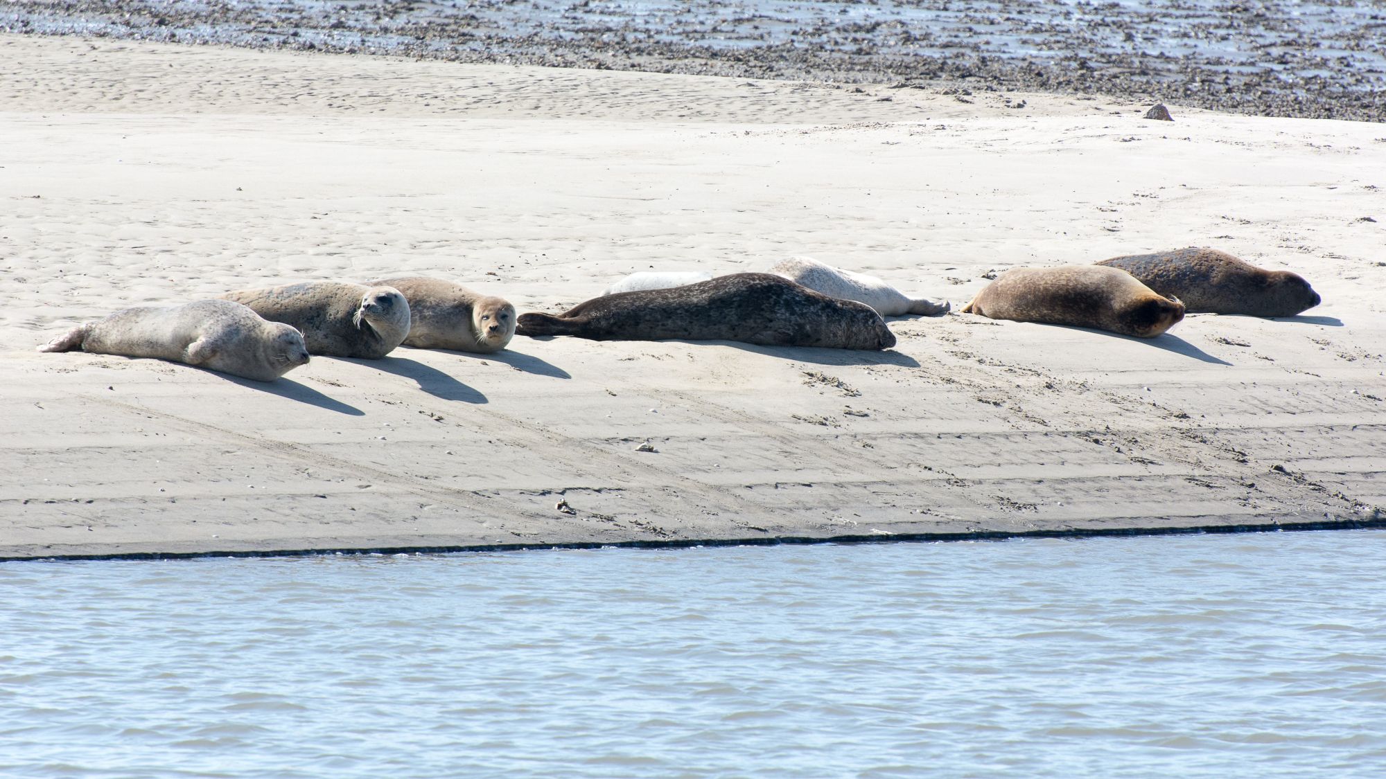 Wattenmeer Německo Dánsko